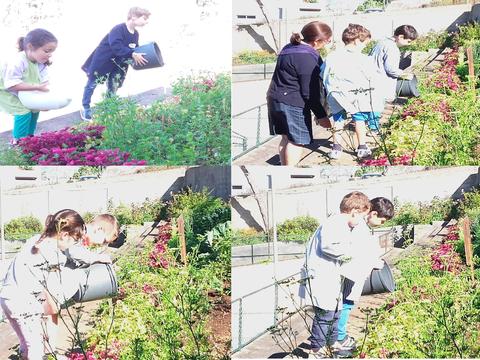 Acompanhados de um adulto, os alunos regam a horta logo pela manhã.